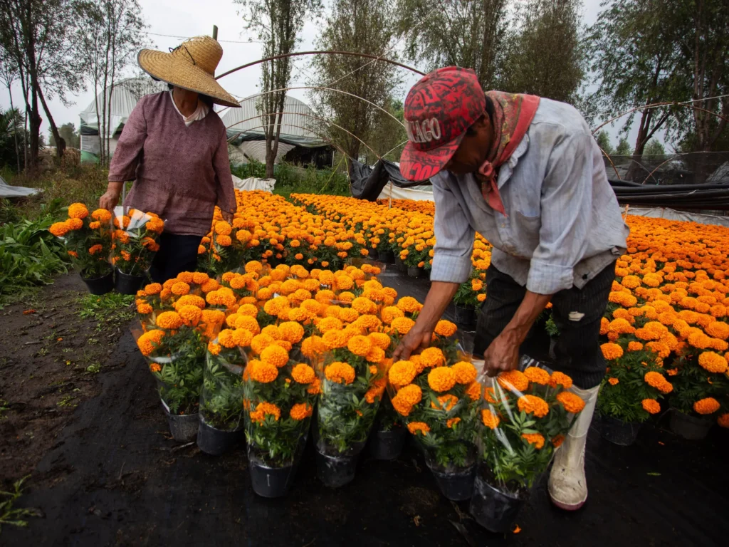 En solidaridad, COPARMEX CDMX adquiere 10 Mil Flores de Cempasúchil a Productores Afectados